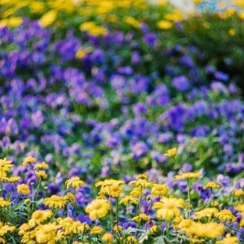 旋轉散景 Helios 44-2 58mm 2.0 蘇聯老鏡頭 m42 mount 八羽怪 Carl Zeiss Biotar c...