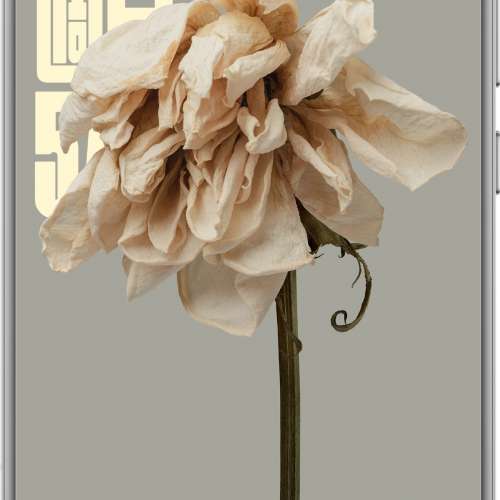 Xiaomi 小米 12S 5G (8+256GB)  套裝 Xiaomi Buds 3T Pro 降噪藍牙耳機