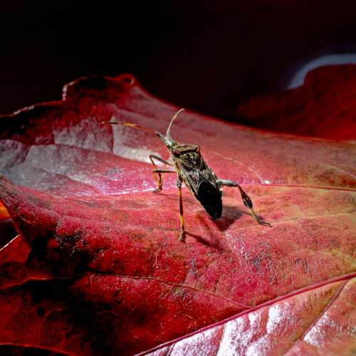 Konica AR Hexanon 40mm/1.8色濃銳利，散景層次豐富，啱SONYA7 富士GXR NikonZ7 EO...
