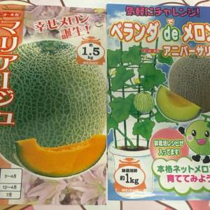 日本包裝 蜜瓜種子