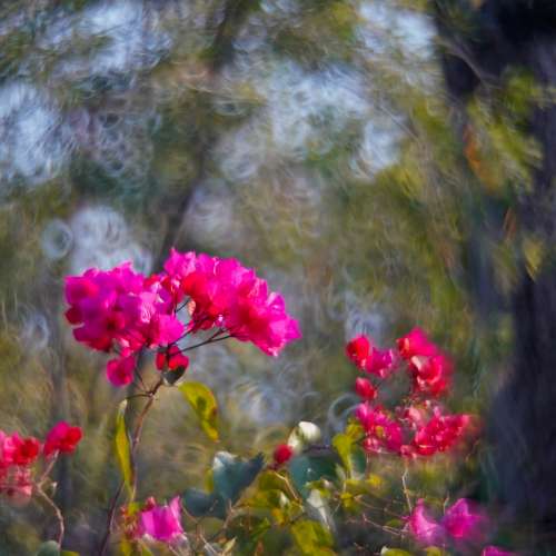 Canon Reflex CL250 1:4 Nikon 接環