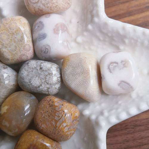 隨型珠 天然珊瑚玉串珠