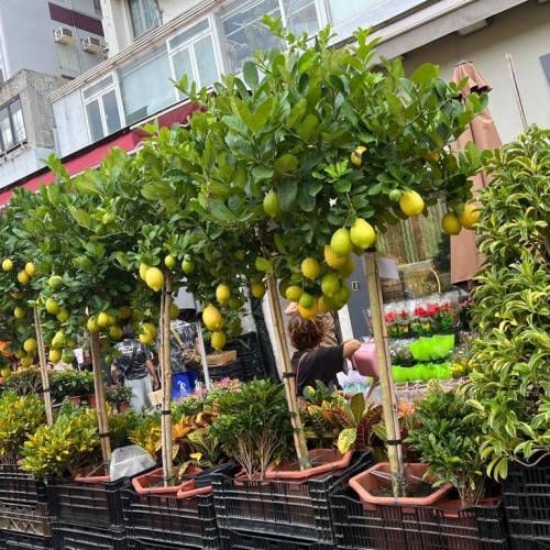 檸檬樹