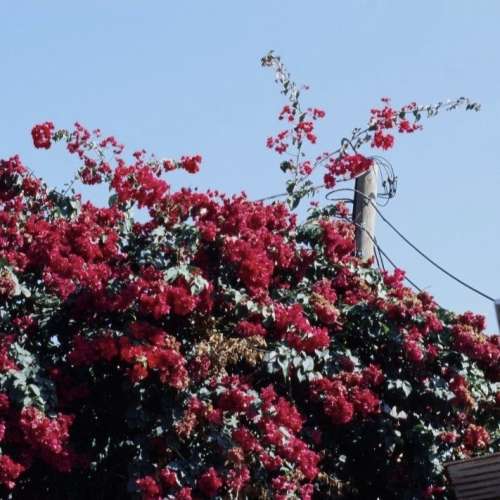 Voigtlander Nokton 55mm f1.2 SLIIs for Nikon (購自日本) 可用於數碼機及菲林機