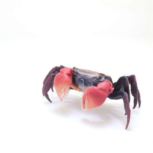 『紅螯螳臂蟹』！ $40
