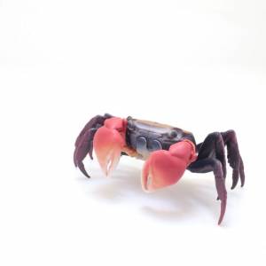 『紅螯螳臂蟹』！ $40