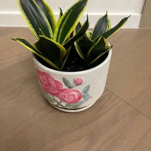 虎尾蘭(2棵)- 適合辦公室的室內植物