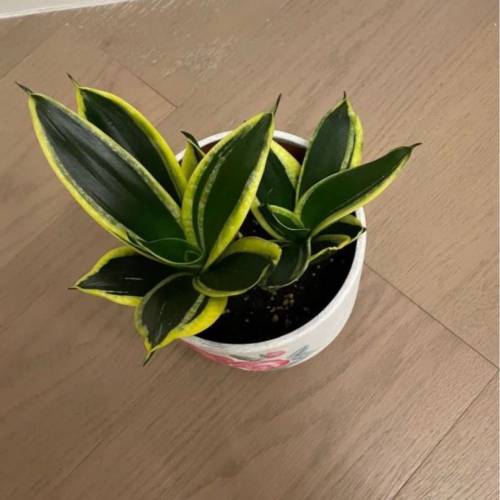 虎尾蘭(2棵)- 適合辦公室的室內植物