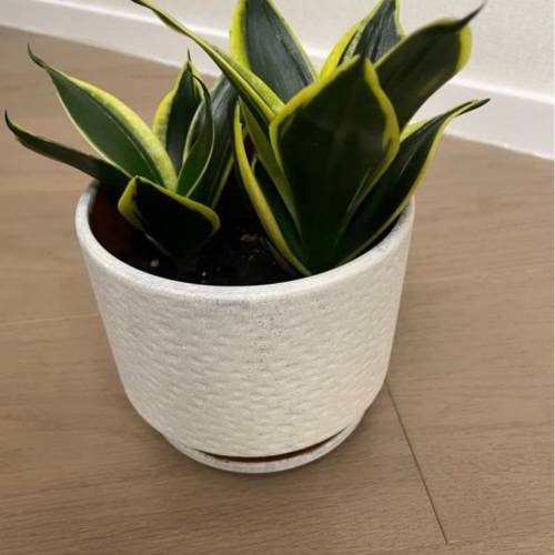 虎尾蘭(2棵)- 適合辦公室的室內植物