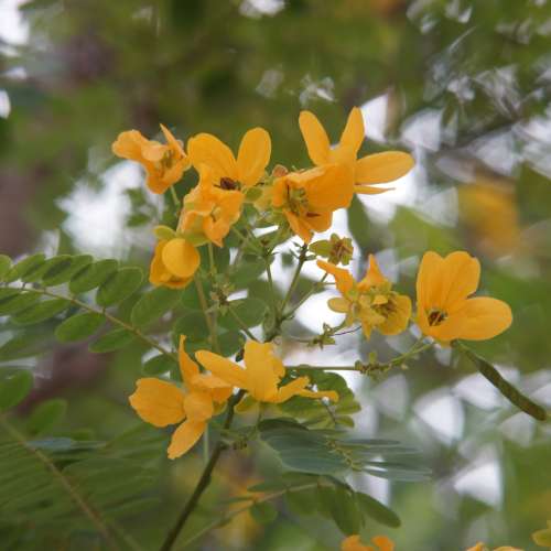 90% New Toshiba CCTV 70mm f1.8 Lens For Sony APSC