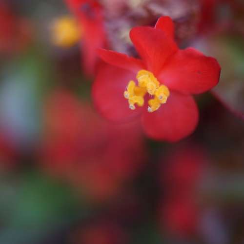 95% New Phenix 24mm f2.8 跟 M43 或 Sony Nex 移軸接環