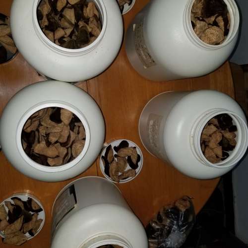 出售新會柑果皮 陳皮 10-15年 4.5 千克 Xinhui aged sun-dried tangerine peel 450...