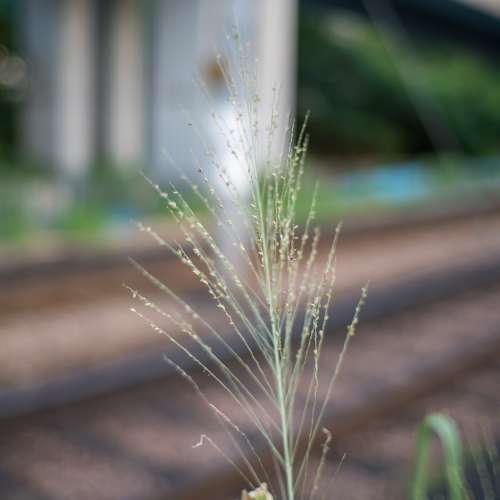 Artra Lab Nonkkor-MC 35mm F1.4 -Full Frame 1960's version Nikon Z Mount