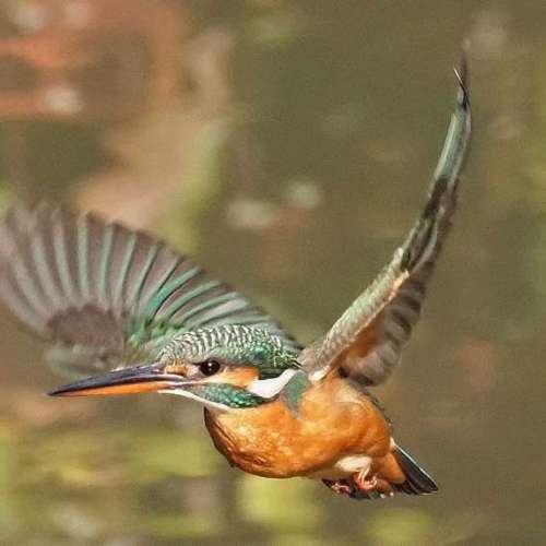 Panasonic Leica DG Vario-Elmar 1:4.0-5.6/100-400mm