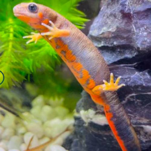 兩棲類動物 （蠑螈）   免運費 （歡迎聯絡我哋獲取更多熱帶魚的報價）