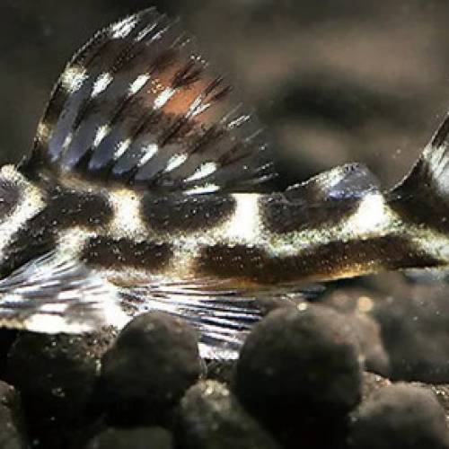 觀賞熱帶魚（異型魚）(訂購)（歡迎聯絡買家獲取更多觀賞魚的報價）