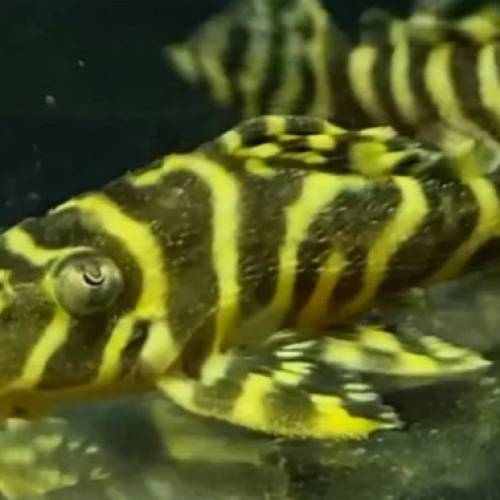 觀賞熱帶魚（異型魚）(訂購)（歡迎聯絡買家獲取更多觀賞魚的報價）