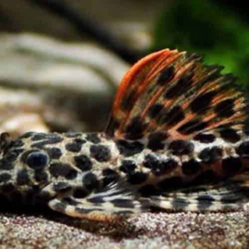 觀賞熱帶魚（異型魚）(訂購)（歡迎聯絡買家獲取更多觀賞魚的報價）