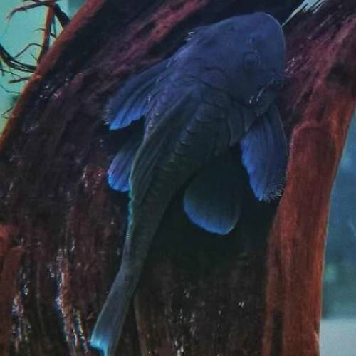 觀賞熱帶魚（異型魚）(訂購)（歡迎聯絡買家獲取更多觀賞魚的報價）