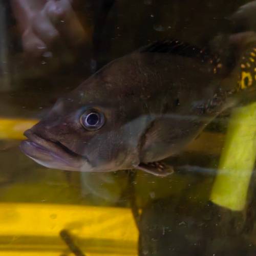 金老虎魚