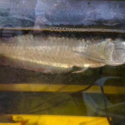 銀龍魚