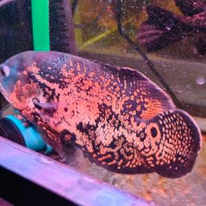 地圖魚 （豬仔魚）