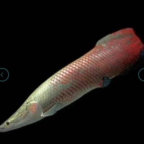觀賞熱帶魚 （中大型魚1）   免運費 （歡迎聯絡我哋獲取更多熱帶魚的報價）