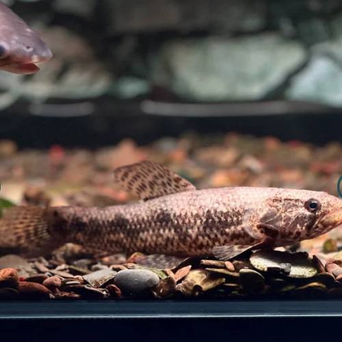 觀賞熱帶魚 （中大型魚1）   免運費 （歡迎聯絡我哋獲取更多熱帶魚的報價）