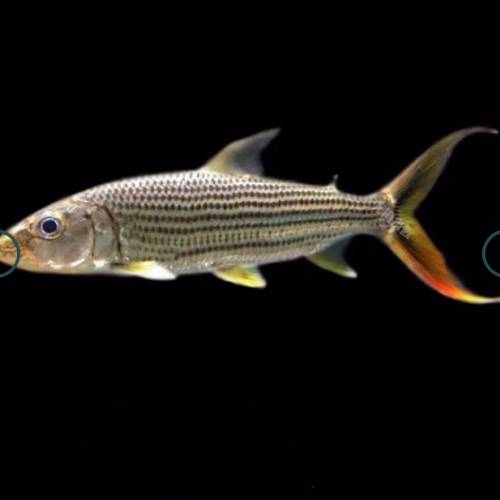 觀賞熱帶魚 （中大型魚1）   免運費 （歡迎聯絡我哋獲取更多熱帶魚的報價）