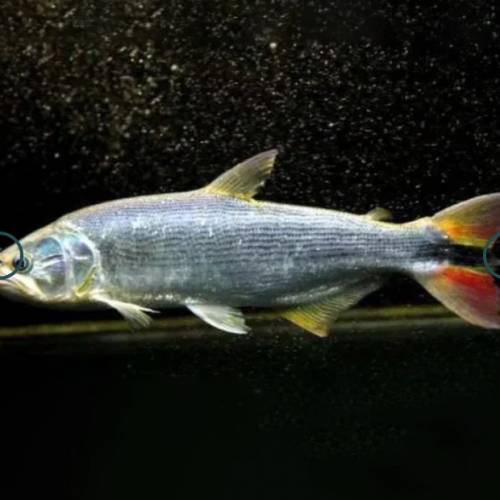 觀賞熱帶魚 （中大型魚1）   免運費 （歡迎聯絡我哋獲取更多熱帶魚的報價）