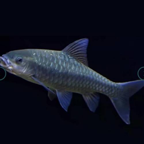 觀賞熱帶魚 （中大型魚1）   免運費 （歡迎聯絡我哋獲取更多熱帶魚的報價）