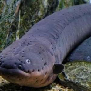 觀賞中大型魚 （中大型魚2）   免運費 （歡迎聯絡我哋獲取更多熱帶魚的報價）