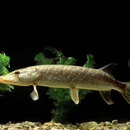 觀賞中大型魚 （中大型魚2）   免運費 （歡迎聯絡我哋獲取更多熱帶魚的報價）