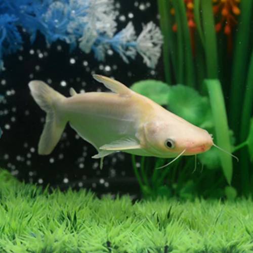 觀賞中大型魚 （中大型魚2）   免運費 （歡迎聯絡我哋獲取更多熱帶魚的報價）