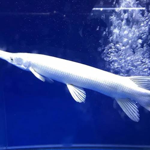 觀賞中大型魚 （中大型魚2）   免運費 （歡迎聯絡我哋獲取更多熱帶魚的報價）