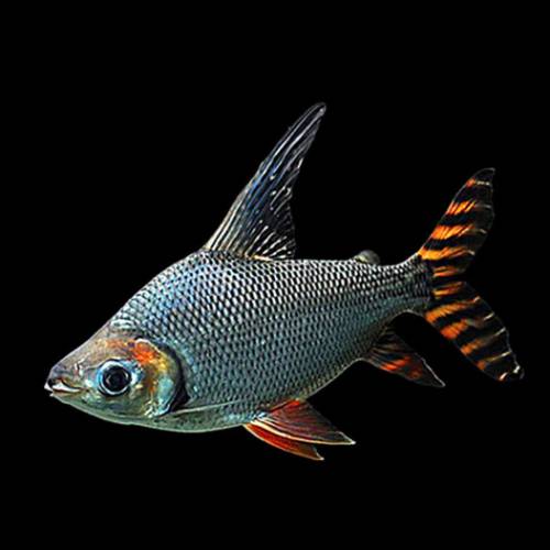 觀賞中大型魚 （中大型魚2）   免運費 （歡迎聯絡我哋獲取更多熱帶魚的報價）