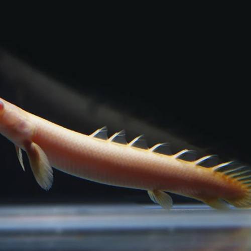 觀賞古代魚 （恐龍魚）    免運費 （歡迎聯絡我哋獲取更多熱帶魚的報價）