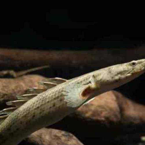 觀賞古代魚 （恐龍魚）    免運費 （歡迎聯絡我哋獲取更多熱帶魚的報價）