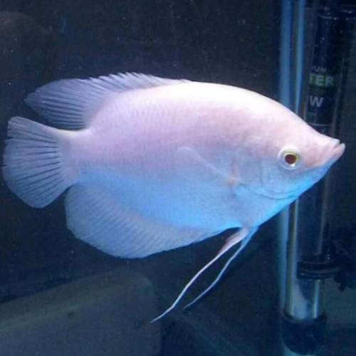 觀賞熱帶魚 （招財魚）    免運費 （歡迎聯絡我哋獲取更多熱帶魚的報價）