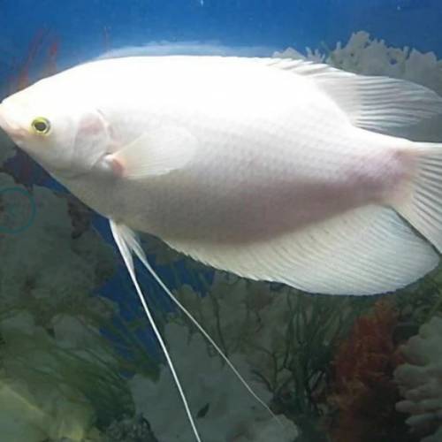 觀賞熱帶魚 （招財魚）    免運費 （歡迎聯絡我哋獲取更多熱帶魚的報價）