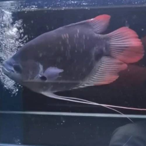 觀賞熱帶魚 （招財魚）    免運費 （歡迎聯絡我哋獲取更多熱帶魚的報價）