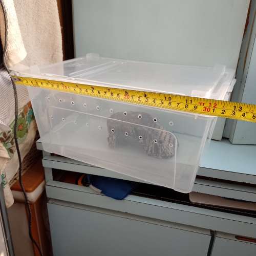 養昆蟲的箱連飾物（12x6吋）$50