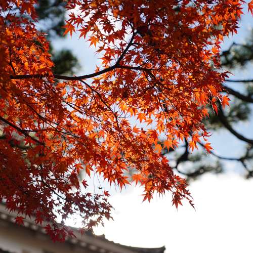 出售 Sony E 16-55mm F2.8 G 連 Sony 67mm MC Protector 送 sony CPL 67mm filter