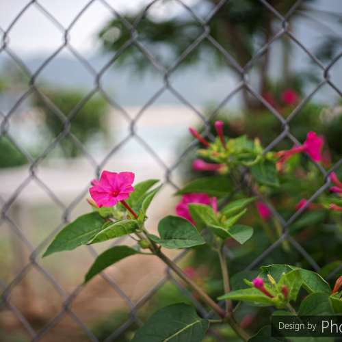 Carl Zeiss Jena pancolar 2/50