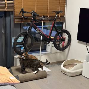 Tern Surge pro 52 cm