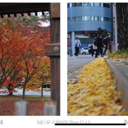 日系色彩，舊款相機也可以拍出菲林味相片 Nikon D60