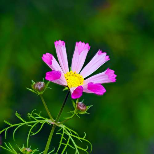 Olympus/OM System M.Zuiko Digital ED 40-150mm f2,8 Pro M43