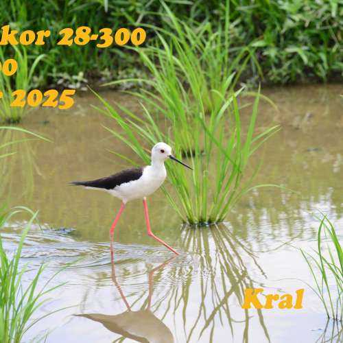 Nikon Nikkor AF-S 28-300 f/3.5-5.6G ED VR