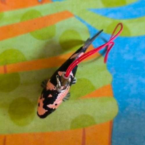 全新 錦鯉 匙扣 吊飾