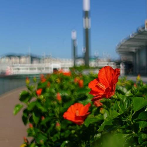 Tokina RMC 35-70mm f4 菲林年代OM mount